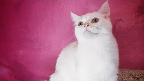 Video 11264101: kittens cutecat catlife catlover, catlovers kitten cats catlife, catlife cutecats funnycats catlove, cute kittens playing