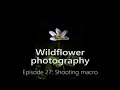 Wildflower photography - Episode 27