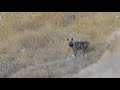 צבוע מפוספס במדבר יהודה - Striped hyena in the Judean Desert