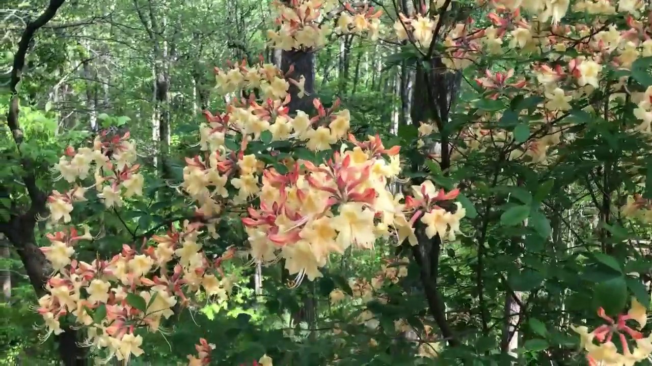  Hummingbird Moth on Flame Azaleas YouTube
