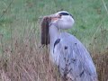 Grey Heron swallows huge Water Vole 20.12.18 Hogganfield Loch (part 1 of 2)