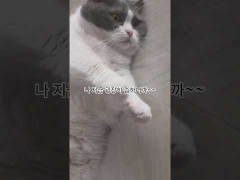 이고양이가 무더위를 버티는 법