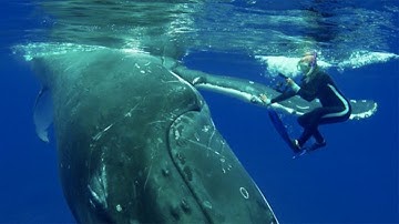 Huge Whale Saves Diver From Deadly Tiger Shark Attack