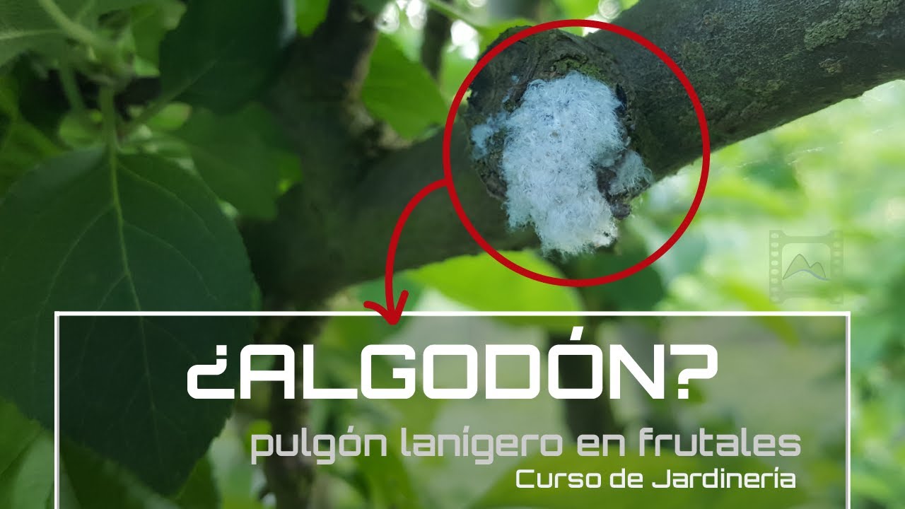 Cómo identificar 🧐 y controlar la plaga del pulgón lanigero 🌱 en los frutales [v77] Jardinería | LdN