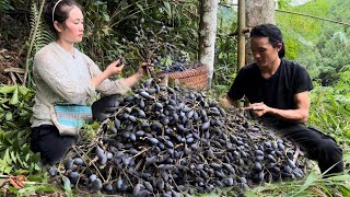 Harvesting Purple Olives Goes to the market sell, Vàng Hoa