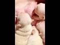 Satisfying Sound Of Newborn French Bulldog Puppies Nursing #nursing #puppy #pistenbully #sleepypaws