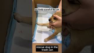 we found this pup in the trash can stories dog fypシ゚viral