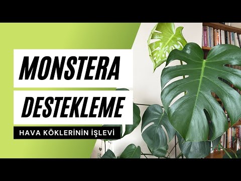 Video: Monsteranın hava kökləri nədir?