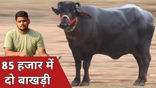 85 हजार में दो बाखड़ी और एक गाय, एक ही जगह बिक्री के लिए उपलब्ध || Sunil Dairy Farm (9499127056)