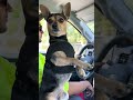 @juniorthebadassdog 😂 #cat #catvideos