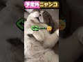 予定外ニャンコ