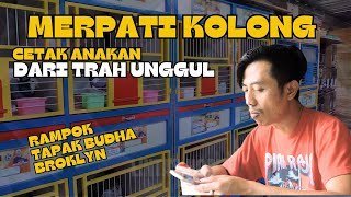 Download lagu Breeding High-Quality Kolong Pigeons from Champion Bloodlines🔥Putra Merpati Jogja📌