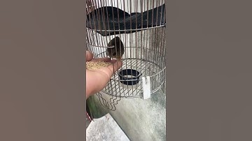 👉 Chim cút rừng 🐦 #shorts