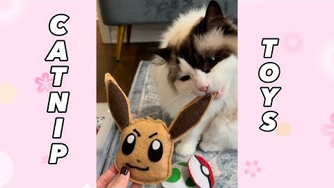 Eevee’s Reaction to the Catnip Toys