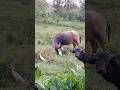 Big Chill Carabao's.#livestock#nature #philippines #farmanimals#carabao #provincelife#family#animals