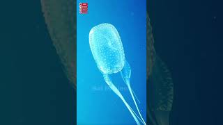 One Touch Its All Over The Worlds Deadliest Jellyfish 