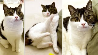 🐈遊んでいたら後ろに転んでしまった猫 #shorts