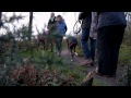 Bournemouth dog walk (wild horses)