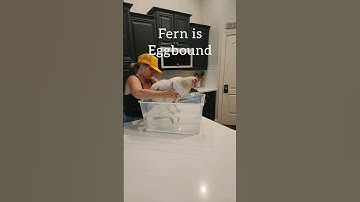 What to do when your Hen is Egg bound! This was caught EARLY & Fern is doing great! #chickens