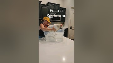 What to do when your Hen is Egg bound! This was caught EARLY & Fern is doing great! #chickens