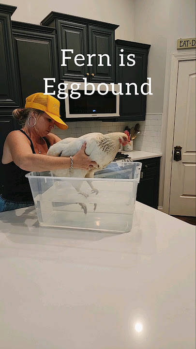 What to do when your Hen is Egg bound! This was caught EARLY & Fern is doing great! #chickens