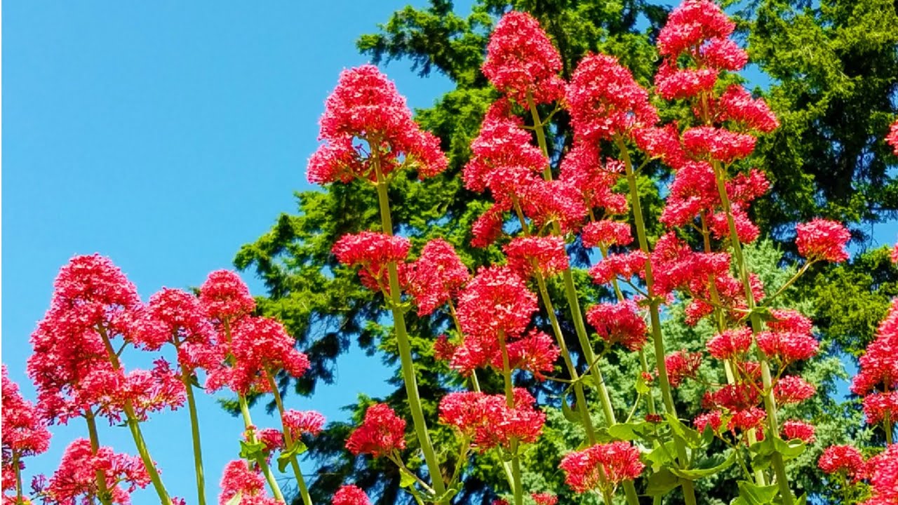 El fertilizante que todos debemos tener 2 