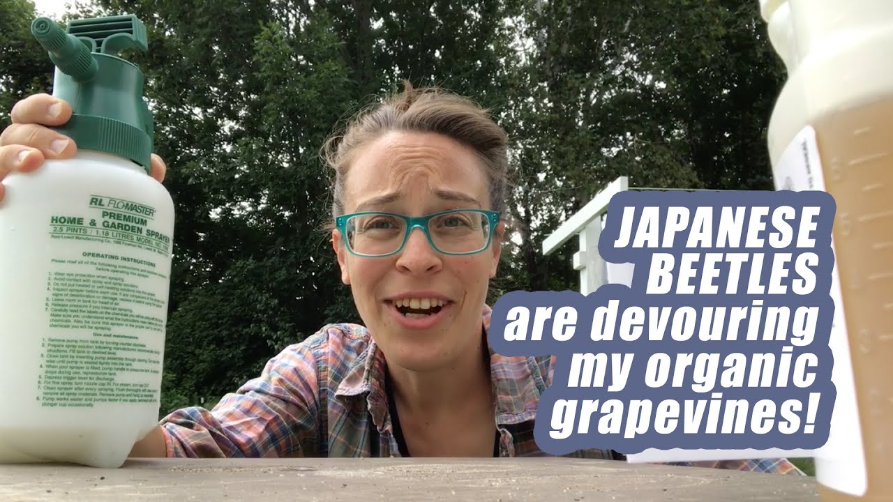 How to mix a spray bottle of PyGanic, for control of Japanese Beetles in an organic garden