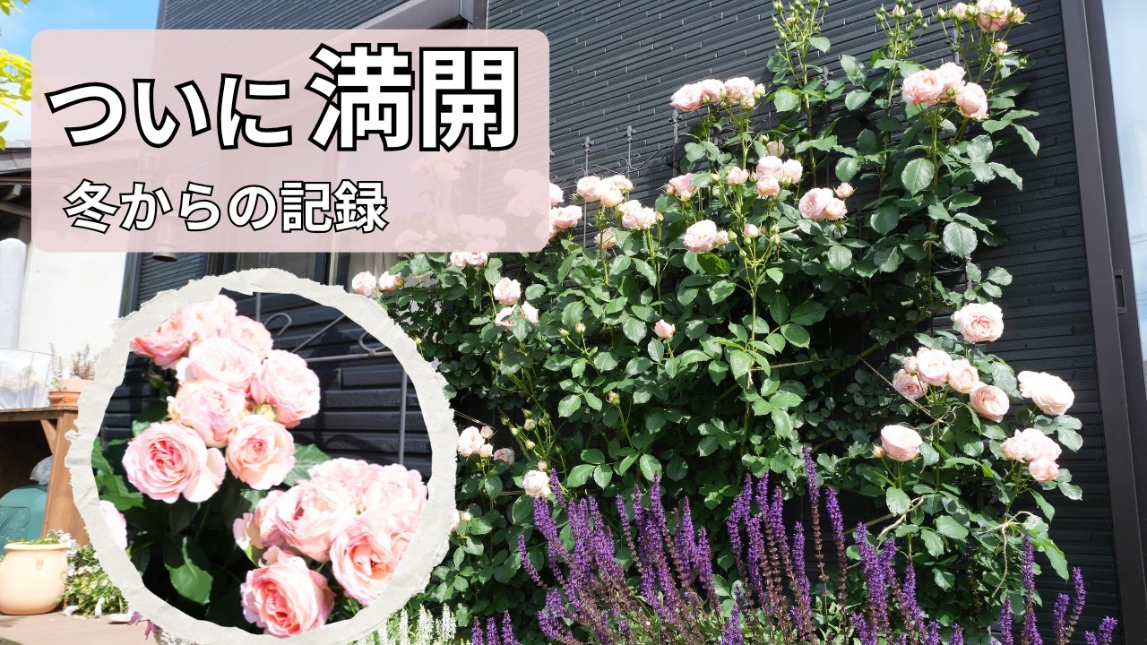 そめ花・薔薇と四季の花たち Finally in Full Bloom! The Roses I've Grown Since Winter Are at