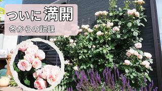Finally in Full Bloom! The Roses I've Grown Since Winter Are at