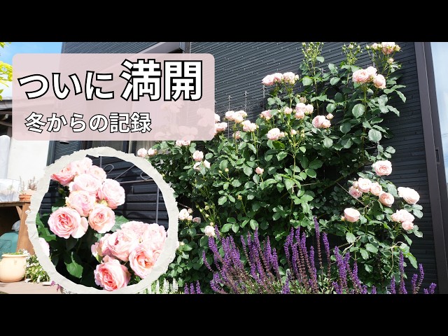 Finally in Full Bloom! The Roses I've Grown Since Winter Are at