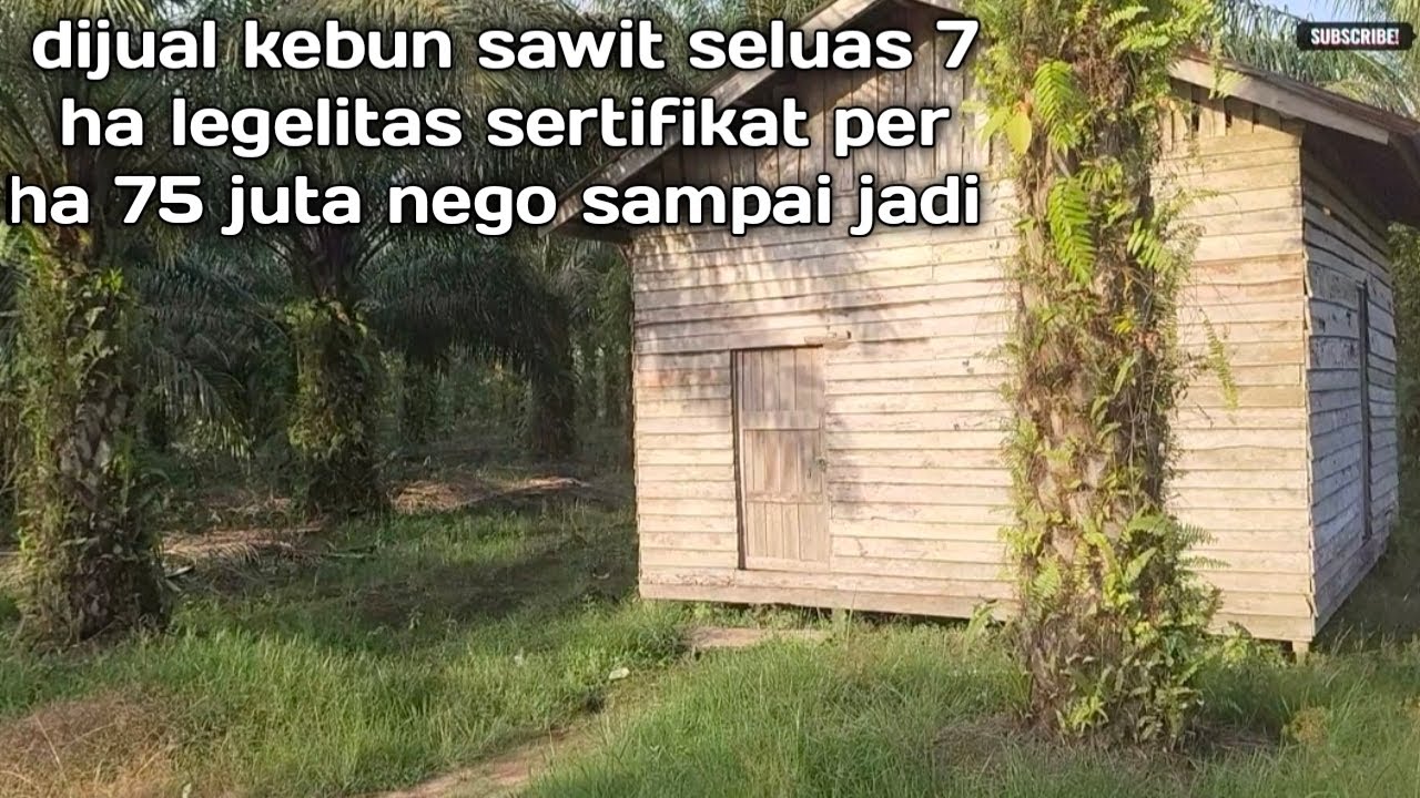 Dijual kebun sawit seluas 7 ha legelitas SHM perha 75 juta nego lokasi desa olak2 