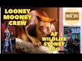 Looney mooneys visit wildlife sydney zoo at darling harbour