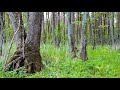 Magic sounds of a fabulous spring forest  White noise for relaxation, for background