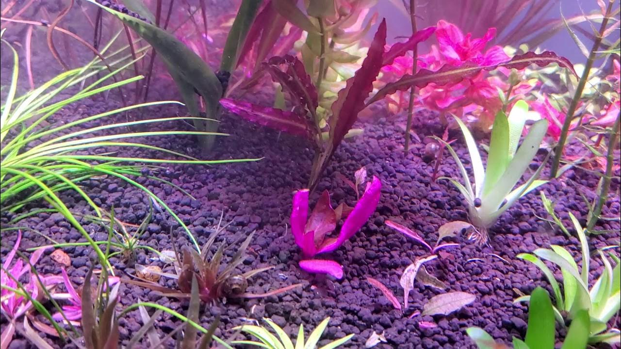 Adding fresh Aquasoil to an established aquarium YouTube