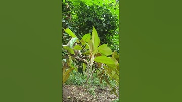 even monkeys fall from trees #mychannel #live #youtube #life #animal #socialmediachannel