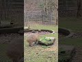 capybara is eating vegetables at lunchtime toronto canada may 2026