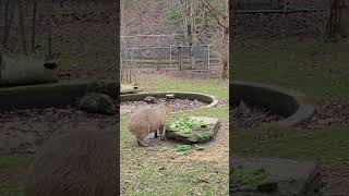 capybara is eating vegetables at lunchtime toronto canada may 2026