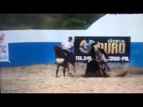 Cavalo morre após receber quase 50 chicotadas e golpes de pá do dono