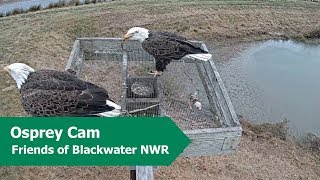 Bald Eagle Eats a Muskrat Tail on Blackwater Osprey Cam | 10.17.19