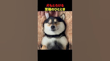 犬もとろける至福のひととき #ほっこりショート