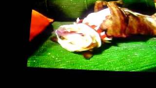 little nicky funny part