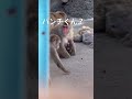 市川市動植物園パンチくん