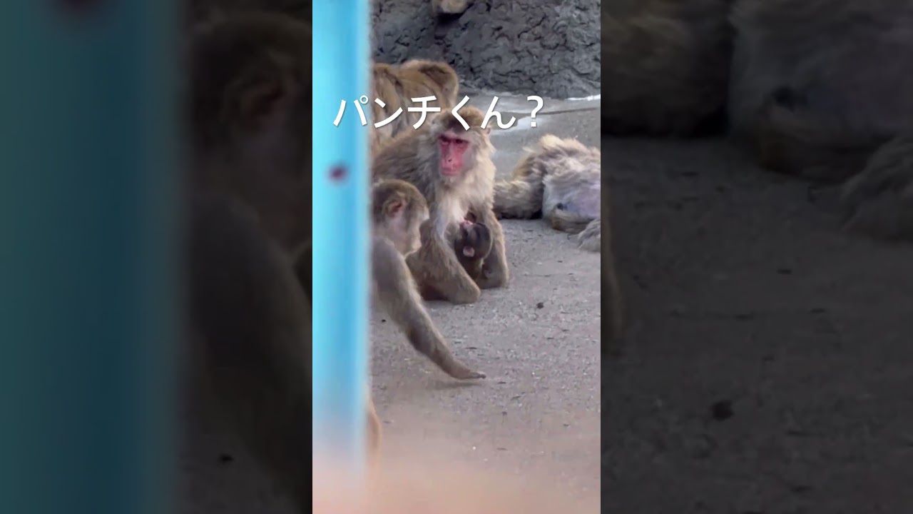 市川市動植物園パンチくん