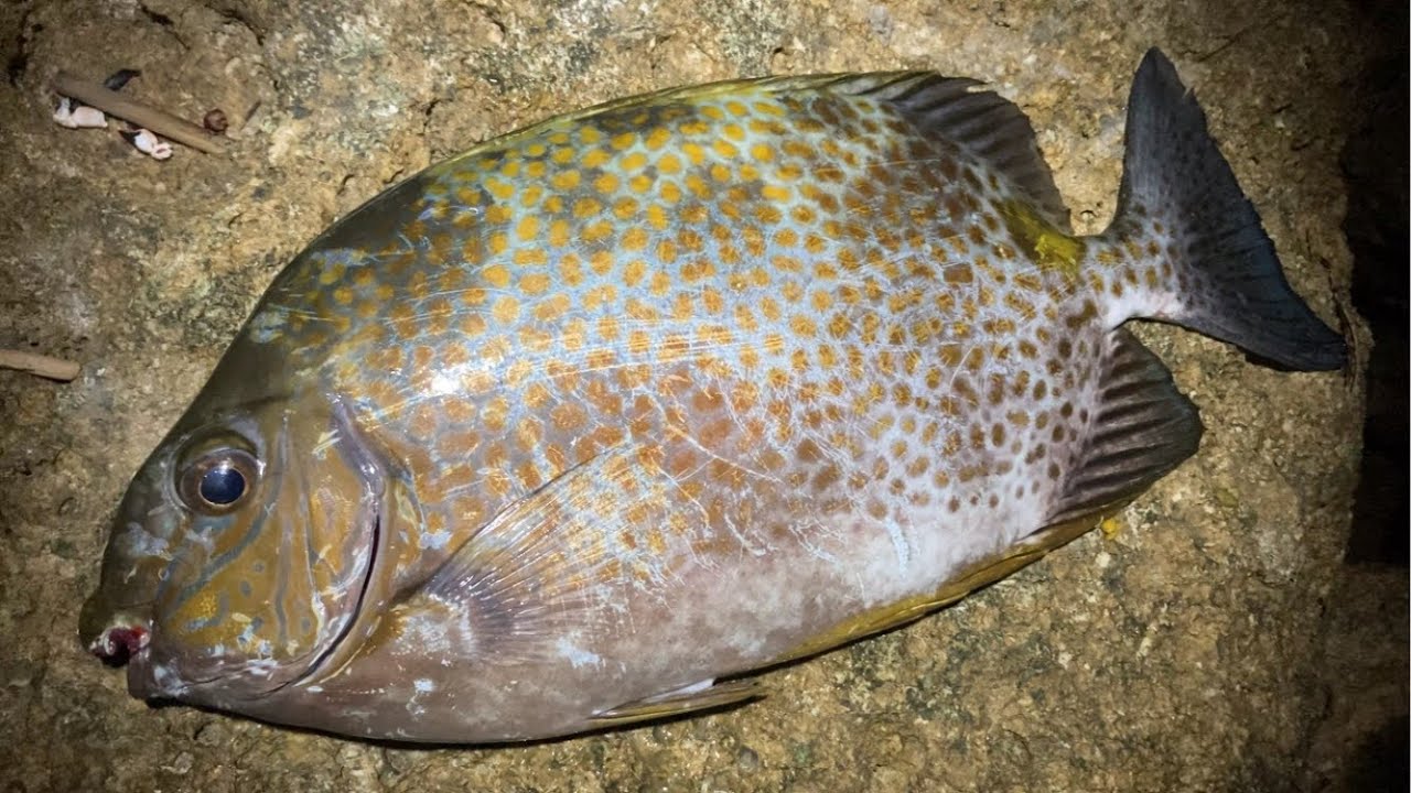 【沖縄釣り】手作り仕掛けでカーエー狙いしてみたら