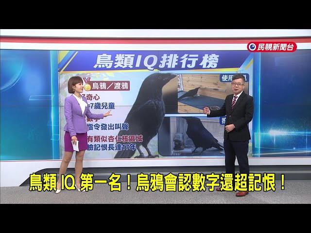 2026/10/06【早安嘉芬】鳥類 IQ 第一名！烏鴉會認數字還超記恨！－民視新聞