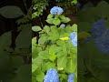 えれなとプウちゃんのお散歩動画です#紫陽花#ゴールデンレトリバー #シーズー #大型犬のいる生活 #癒し #犬のいる暮らし #犬のいる暮らし