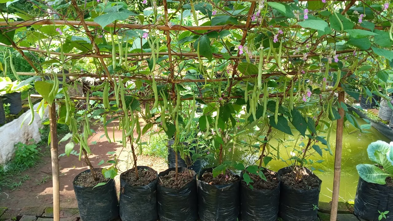 Panen banyak..! Menanam Buncis di polybag dari awal sampai panen, menanam sayur di musim hujan