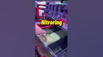 Setup hệ thống lọc tối ưu cho con bể CNM 133.61.69 #cachoithang #thuysinh #aquarium