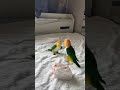Hand tamed love bird enjoying outside cage life