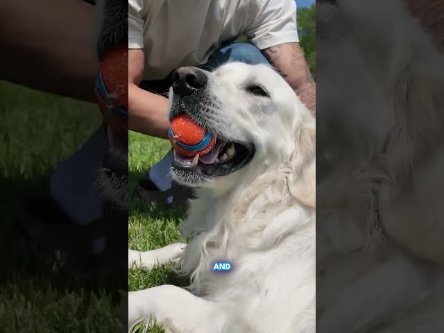Zack Baun is a linebacker for the @eagles and a proud owner of two lovable Golden Retrievers